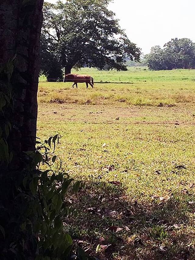 Finca en Venta en San rafael, Barrancabermeja con REF 732
