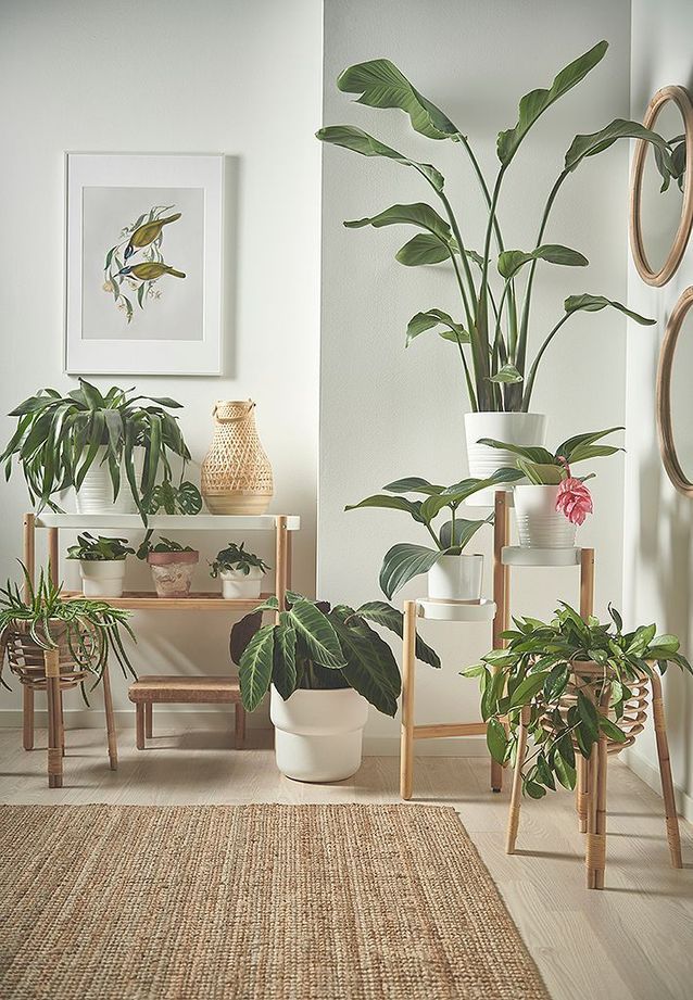 Lleva la naturaleza a la casa