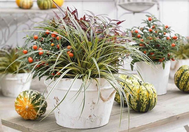 Asociación de juncia de colores cálidos y leucothoe