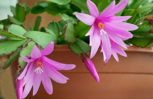 Rhipsalidopsis: cómo cuidar un cactus de Pascua.