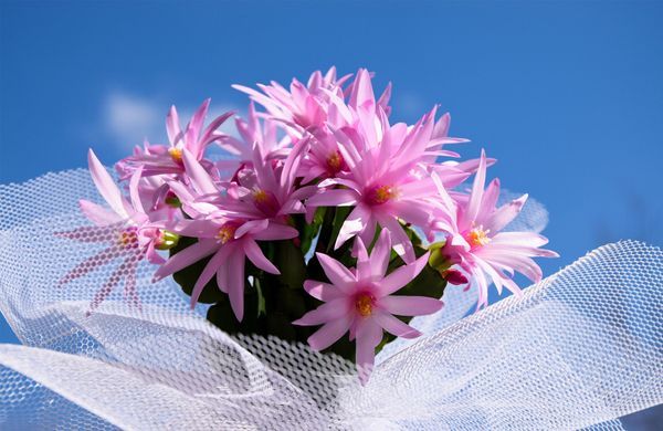 iStock-493599662-KanPhotos-1248