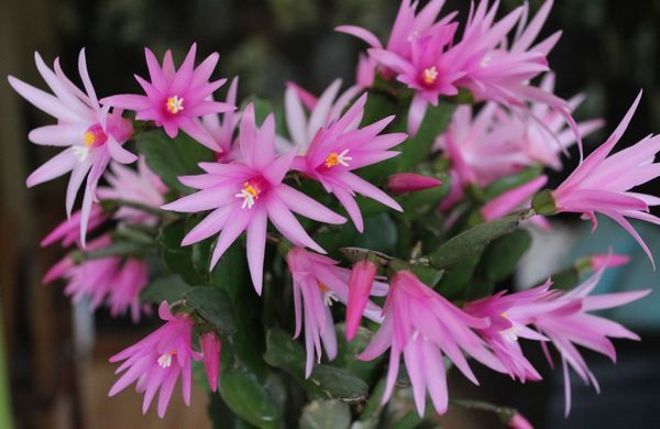 iStock-941325230-Patricia Lea-1248