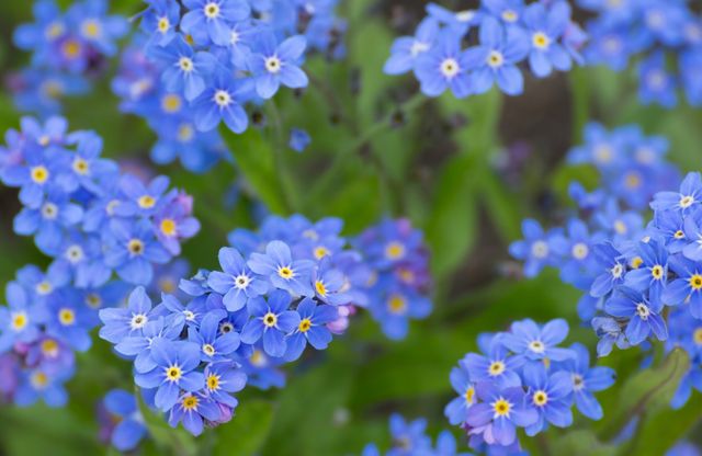 ¿Cómo plantar, sembrar y cuidar las nomeolvides para tener una primavera floreciente?