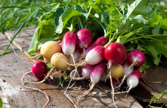 Printemps-été : radis croquants au potager