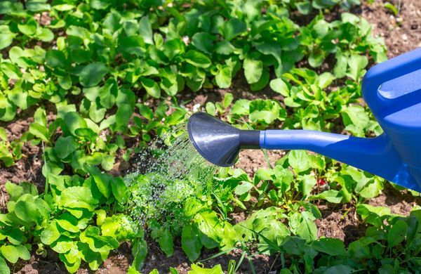 iStock-1402177372-Natalia Kokhanova-1248 iStock-1402177372-Natalia Kokhanova-1248