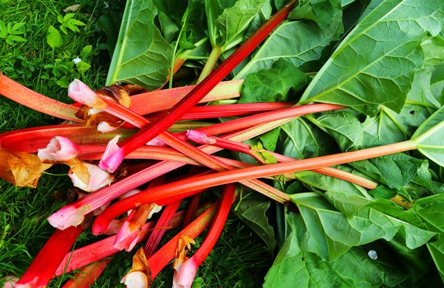 Ruibarbo: ¿cómo cultivarlo y cuidarlo?