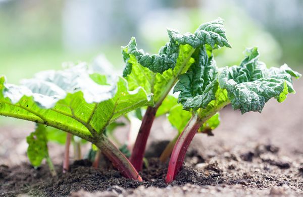 iStock-696048186-Kati Finell-1248