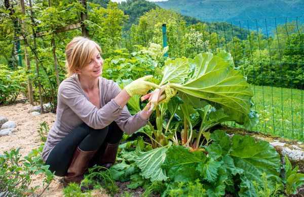 iStock-981040122-CasarsaGuru-1248