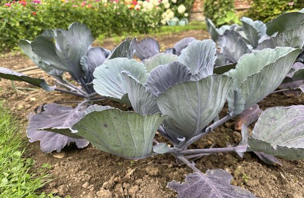 GettyImages-2182354598-Alona Krytska-1248