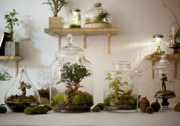 Como hacer un terrario para tus plantas